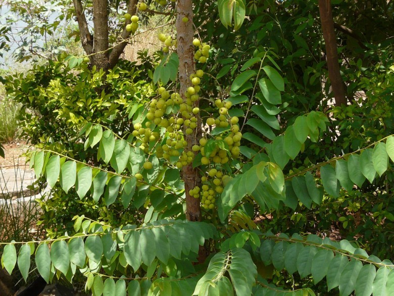 Hình ảnh cây Chùm ruột