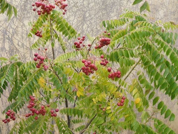 Hình ảnh cây Chùm hôi trắng, Cà ri, Xan tróc - Murraya koenigii (L.) Spreng