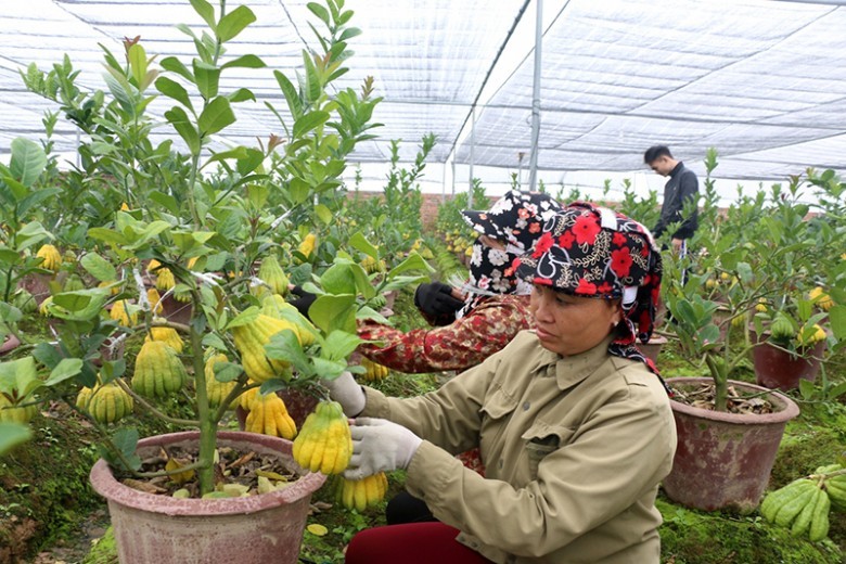 Hình ảnh người dân đang chăm sóc cây Phật thủ cảnh, bonsi