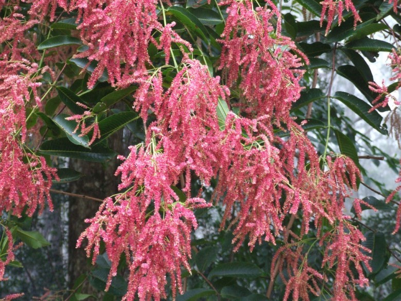 Hình ảnh chùm hoa cây Chò xanh