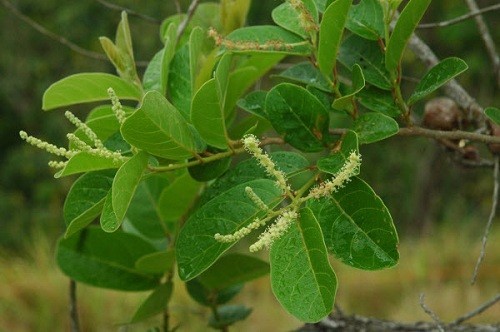 Hình ảnh cây Chòi mòi Henry