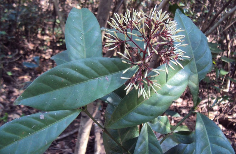 Hình ảnh cây Đơn trắng, Bông trang trắng - Ixora nigricans