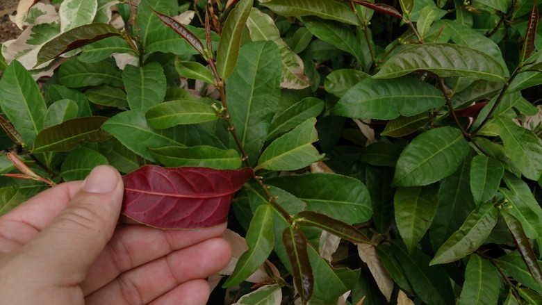 Hình ảnh lá cây Đơn mặt trời