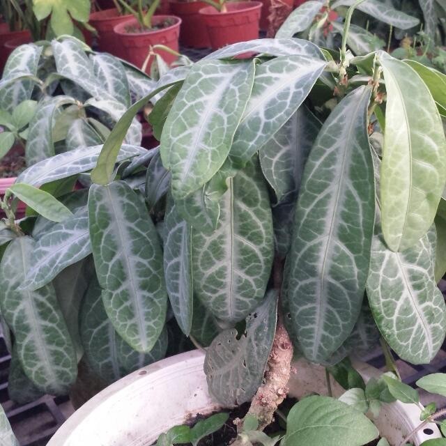 Hình ảnh cây Đơn lưỡi hổ