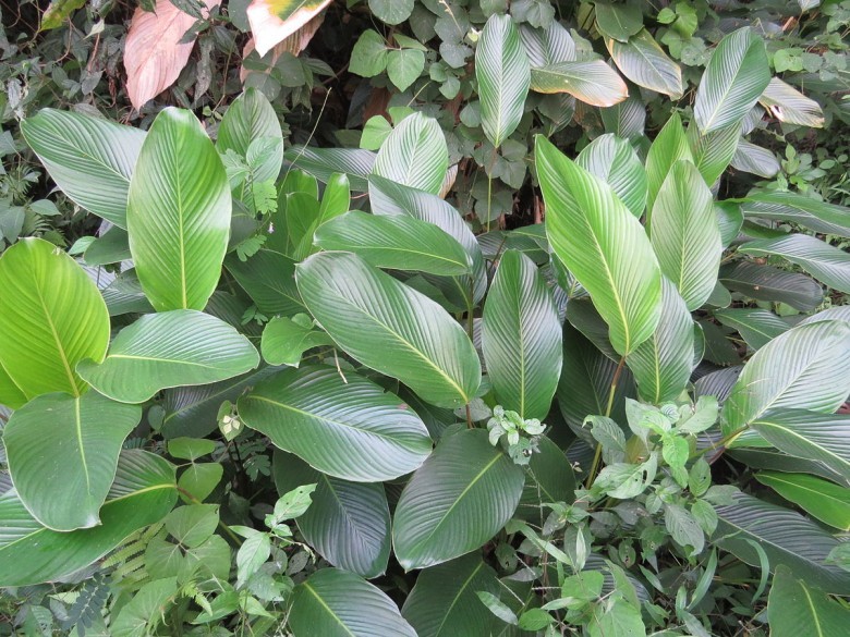 Hình ảnh cây Dong