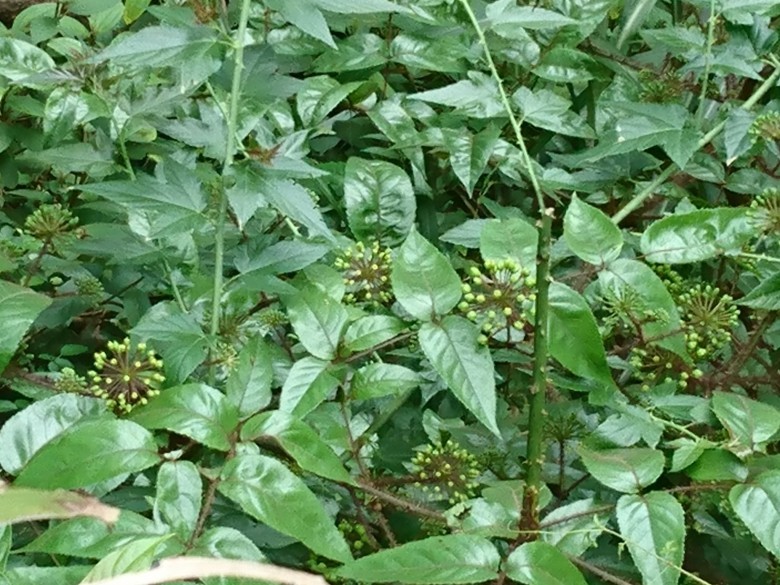 Hình ảnh cây Đơn châu chấu