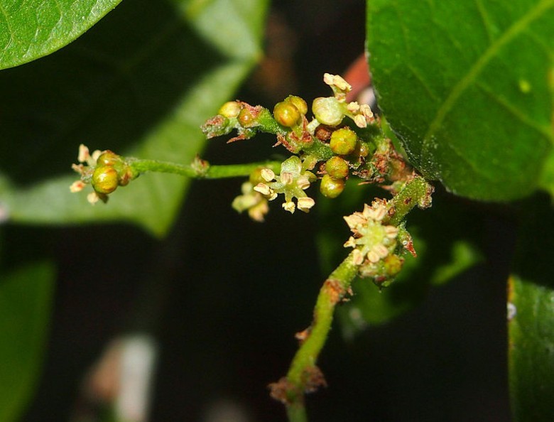 Hình ảnh cây Đom đóm, Đồng châu - Alchornea tiliaefolia (Benth.) Muell- Arg
