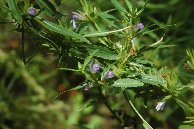 Hình ảnh cây Đình lịch, Thốp nốp - Hygrophila Salicifolia