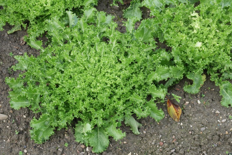 Hình ảnh cây Diếp xoăn, Rau diếp xoăn, Khổ thảo - Cichorium endivia
