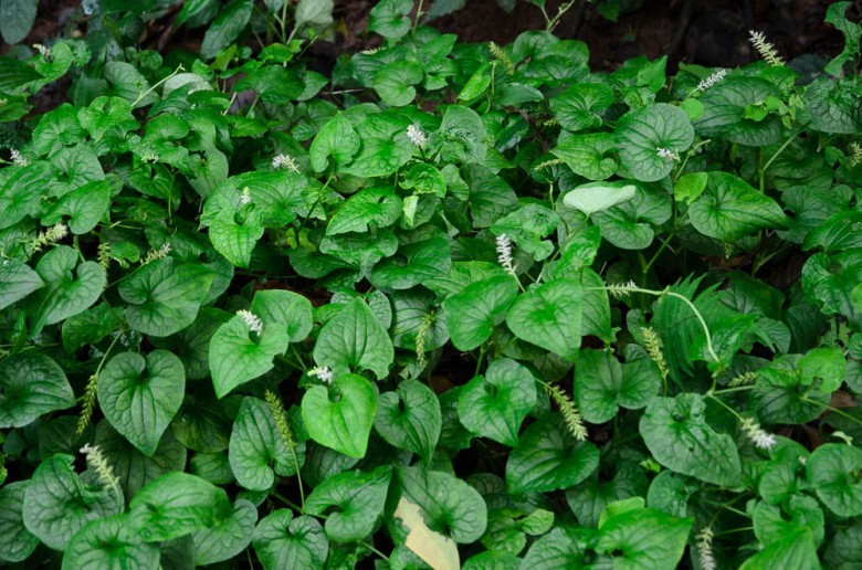 Hình ảnh cây Diếp cá suối. Lá giấp suối, Rau má suối - Gymnotheca chinensis