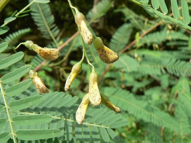 Hình ảnh hoa cây Điền thanh bụi, Điên điển - Sesbania sesban