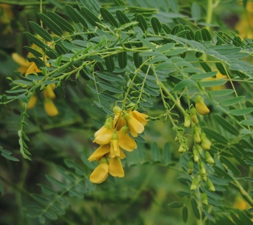 Hình ảnh cây Điên điển đẹp - Sesbania speciosa