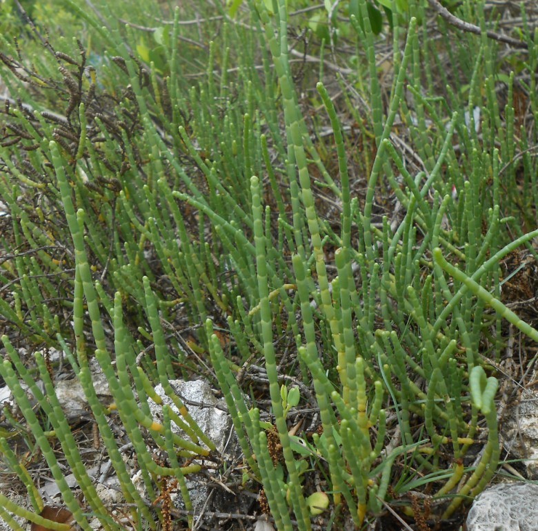 Hình ảnh cây Diêm giác - Arthrocnemum indicum