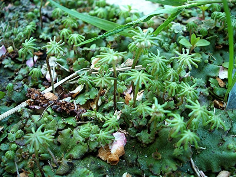 Hình ảnh cây Địa tiền - Marchantia polymorpha