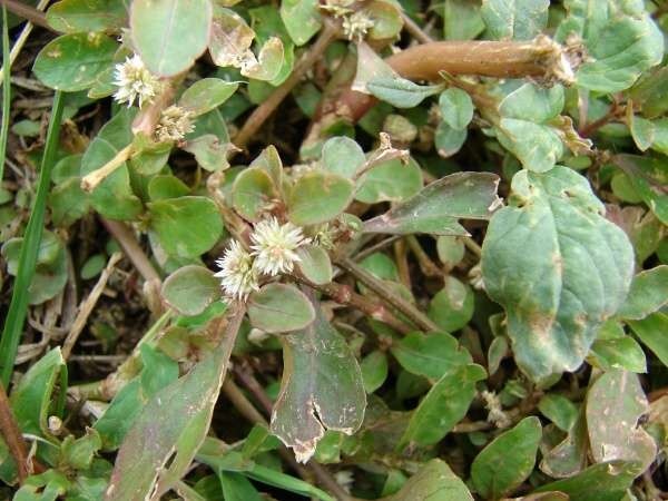 Hình ảnh cay Dệu, Rau dệu - Alternanthera sessilis 