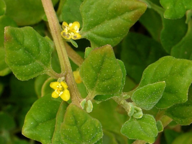 Hình ảnh cây Dền tây -  Tetragonia tetragonoides