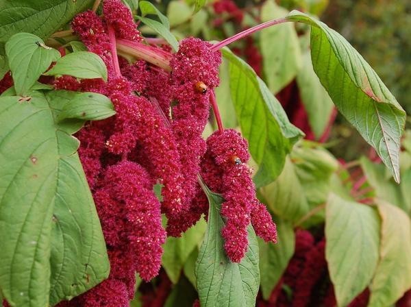 Hình ảnh cây Dền đuôi chồn - Amaranthus caudatus