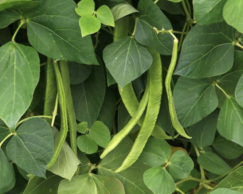 Hình ảnh cây Ðậu tây - Phaseolus vulgaris 