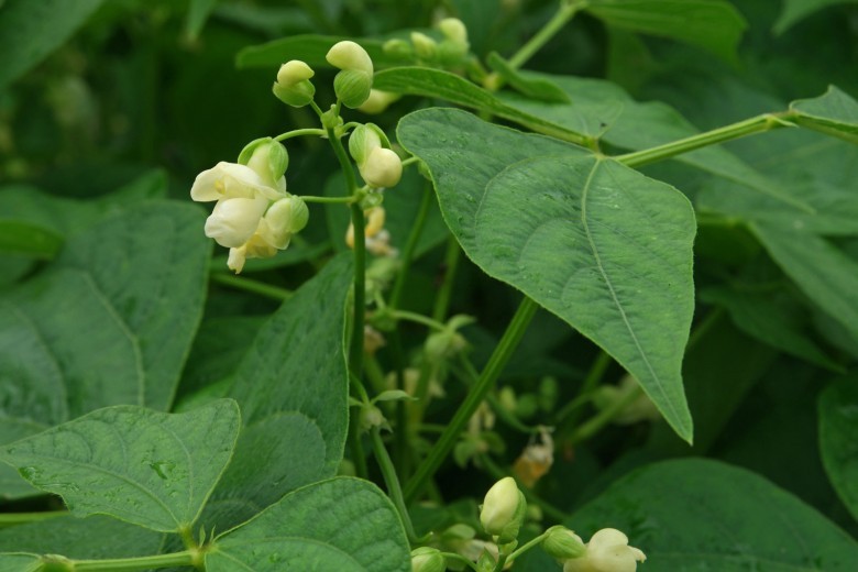 Hình ảnh cây Ðậu tây