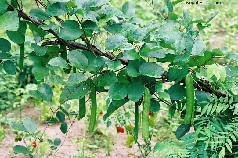 Hình ảnh cây Ðậu rựa, Ðậu dao - Canavalia gladiuta
