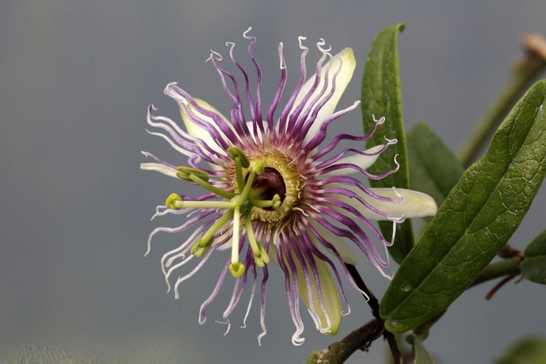 Hình ảnh hoa cây Dây xen, Dây lồng đèn - Passiflora cochinchinensis