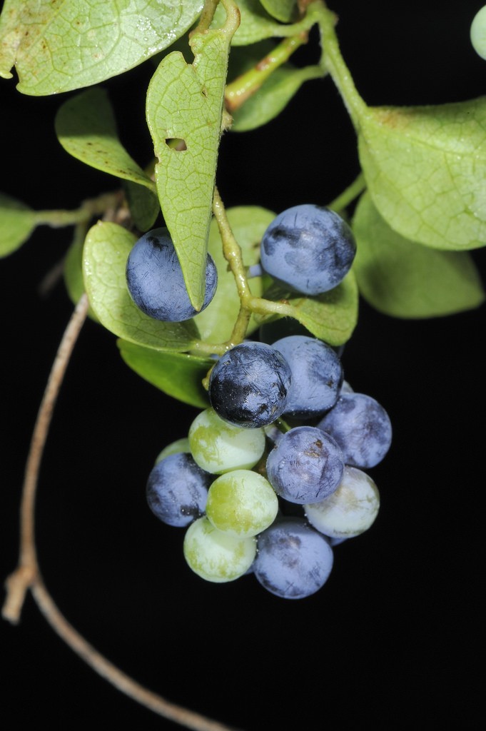 Hình ảnh cây Dây xanh, Mộc phòng kỷ - Cocculus orbiculatus