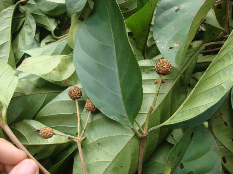 Hình ảnh cây Huỳnh bá - Nauclea officinalis