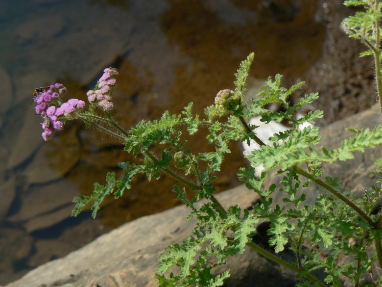 Hình ảnh cây Huyệt khuynh tía - Cyathocline purpurea