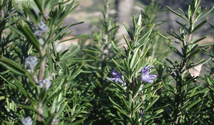 Hình ảnh cây Hương thảo, Tây dương chổi - Rosmarinus officinalis 