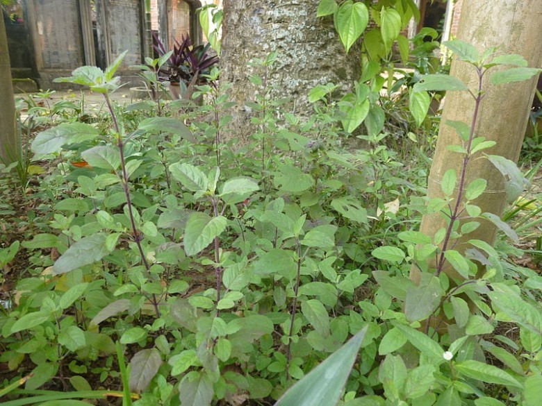 Hình ảnh cây Hương nhu tía, É tía - Ocimum sanctum