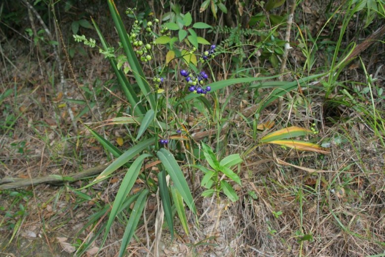 Hình ảnh cây Hương lâu