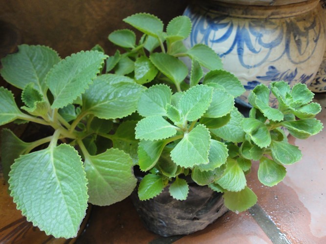 Hình ảnh cây Húng chanh