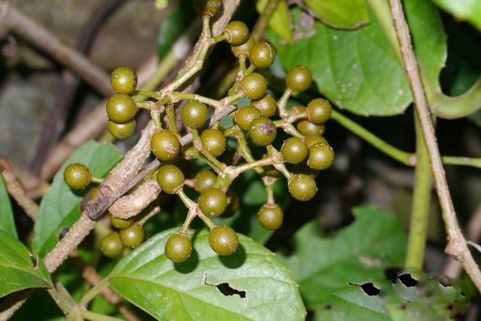 Hình ảnh quả cây Dây rơm