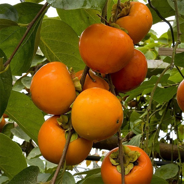 Hình ảnh quả Hồng