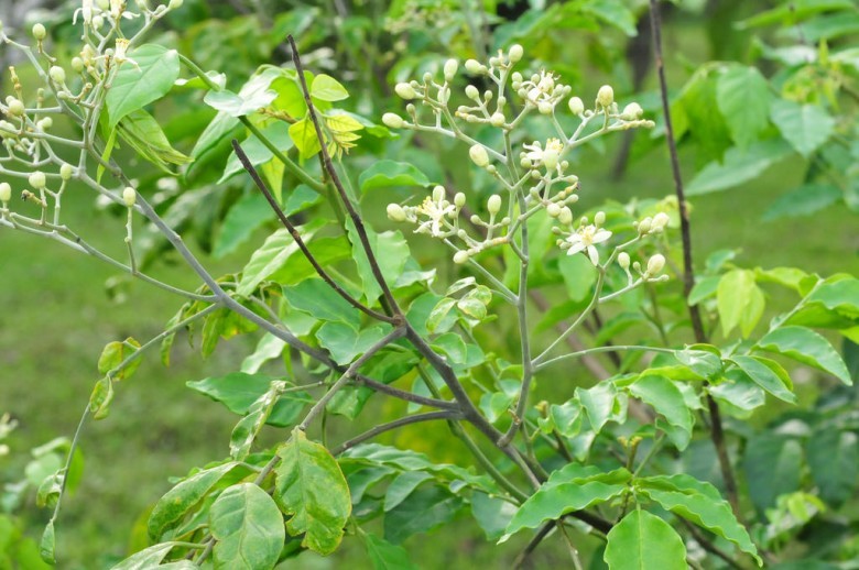 Hình ảnh hoa cây Hồng bì rừng