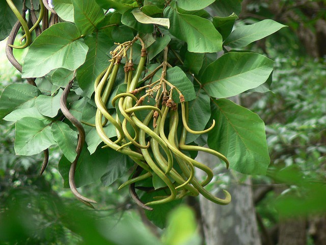 Hình ảnh quả, lá của cây Ngọt nai, Dinh lá tuyến, Sò do - Fernandoa adenophylla