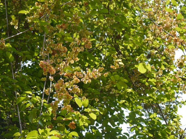Hình ảnh cây Dây quinh tàu