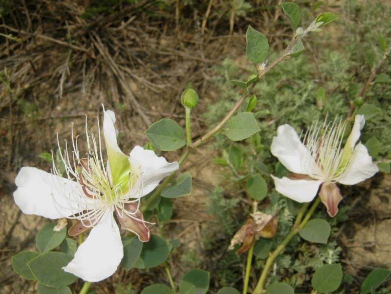 Hình ảnh cây Dây quần quân