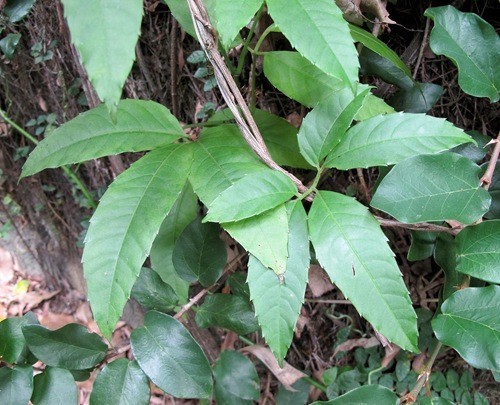 Hình ảnh cây Dây quai bị - Tetrastigma strumarium Gagnep
