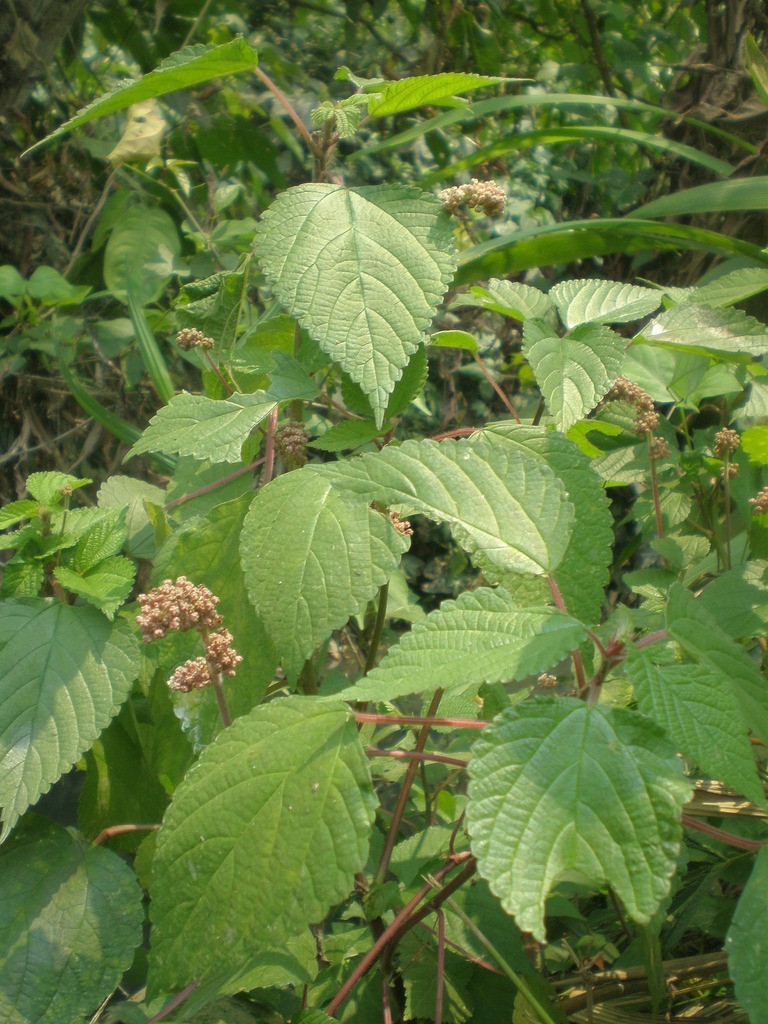 Hình ảnh cây Han lình