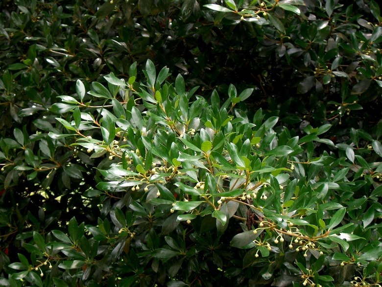Hình ảnh cây Hậu bì hương