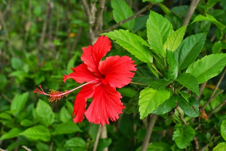 Hình ảnh hoa, lá cây Dâm bụt