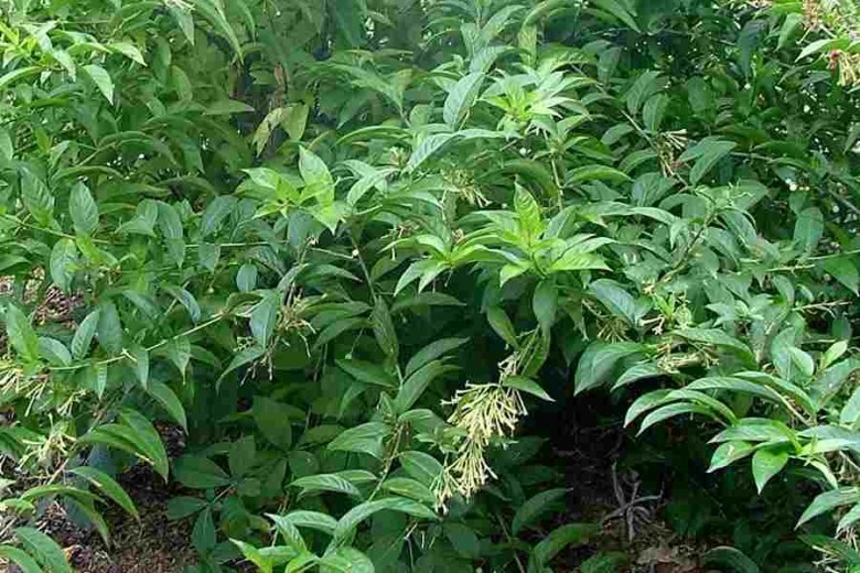 Hình ảnh cây Dạ hương
