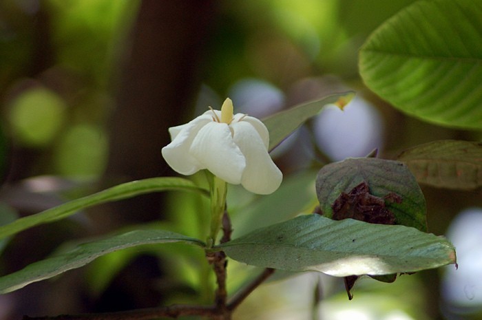 Hình ảnh hoa cây Dành dành bóng