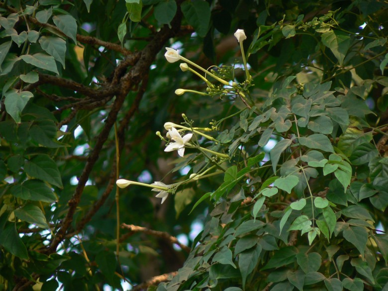 Hình ảnh hoa, lá cây Đạt phước