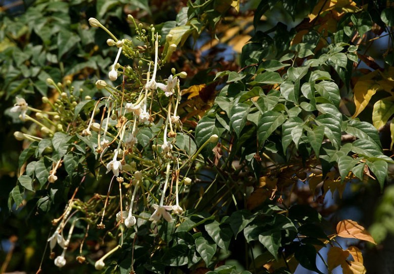 Hình ảnh hoa, lá cây Ðạt phước