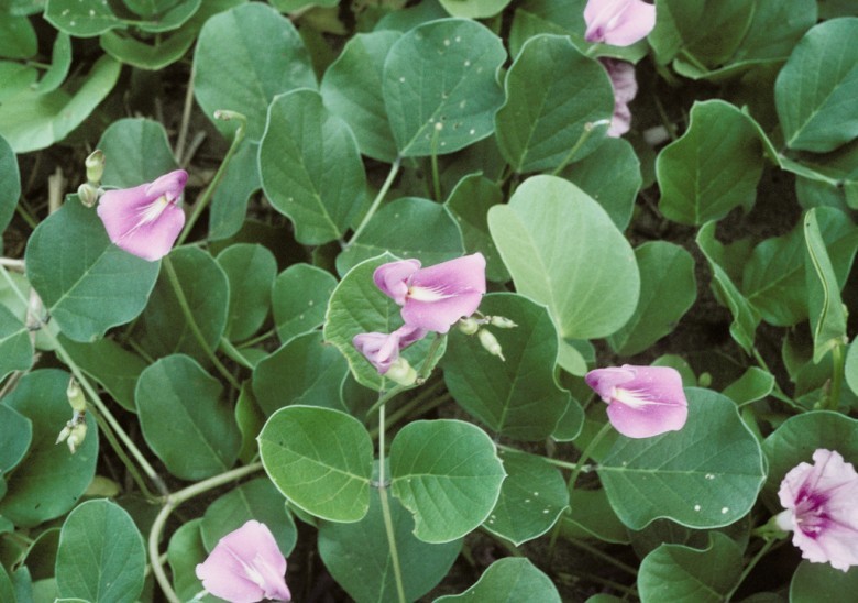 Ðậu dao biển - Canavalia maritima 