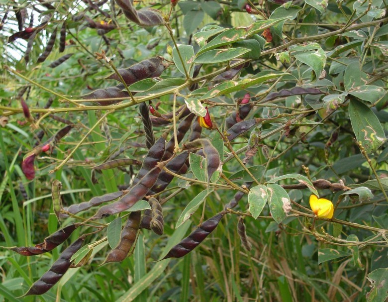 Hình ảnh cây Ðậu chiều