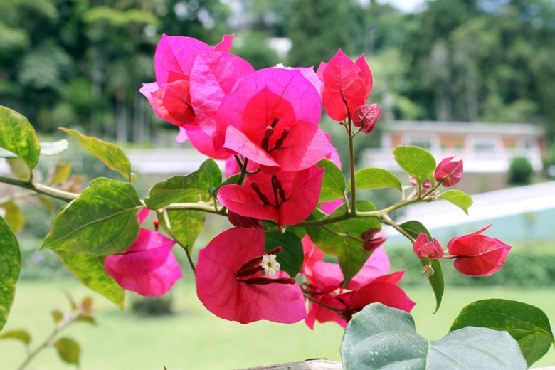 Hình ảnh Hoa giấy hay Bông giấy - Bougainvillea brasiliensis