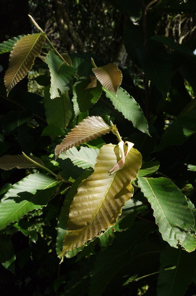 Hình ảnh chi tiết lá cây Dầu rái, Dầu con rái - Dipterocarpus alatus